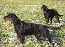 Jo - owner Mr Alexander Becks, Zidane - owner Mrs Gisela Baeumer